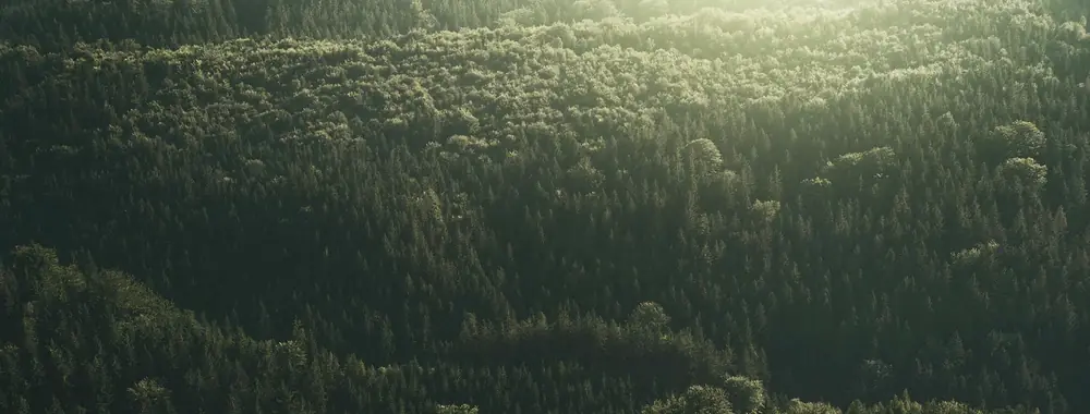 Wald aus der Luft im Gegenlicht